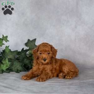 Fido, Miniature Poodle Puppy